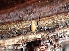 Atelurinae