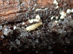 Atelurinae