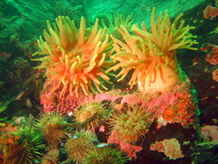 Cribrinopsis similis