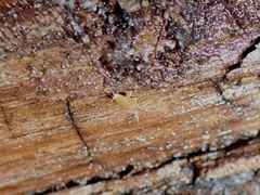 Atelurinae