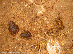 Pristimantis unistrigatus