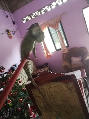 Iguana iguana