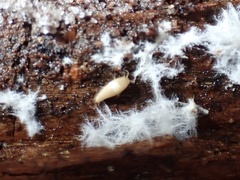 Atelurinae