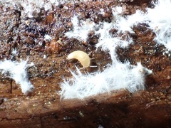 Atelurinae