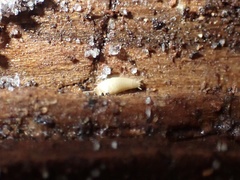 Atelurinae
