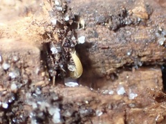 Atelurinae