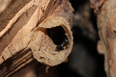 Scaptotrigona mexicana