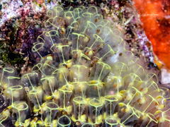 Clavelinidae