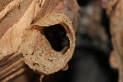 Scaptotrigona mexicana