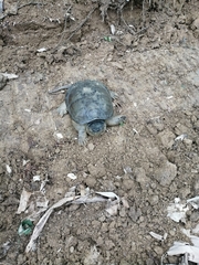 Chelydra acutirostris