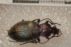 Carabus bremii
