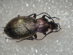 Carabus bremii