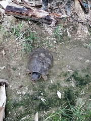 Chelydra acutirostris