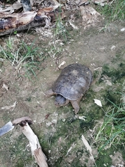 Chelydra acutirostris