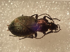 Carabus bremii