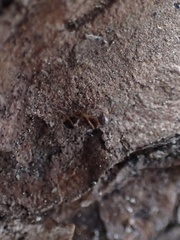 Crematogaster pinicola