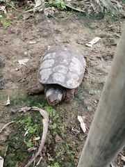 Chelydra acutirostris