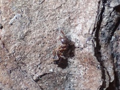 Crematogaster pinicola