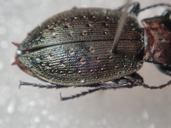 Carabus bremii