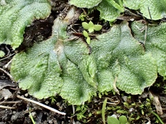 Lunularia cruciata