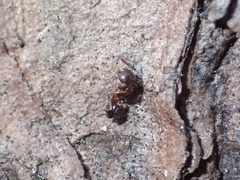 Crematogaster pinicola