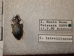 Carabus bremii