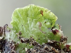 Lunularia cruciata