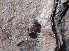Crematogaster pinicola