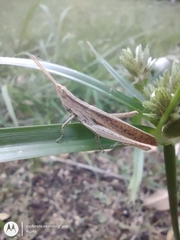 Allotruxalis gracilis