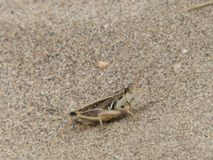 Dichroplus pratensis