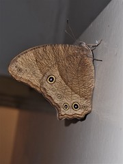 Melanitis leda bankia