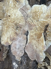 Hypomyces polyporinus