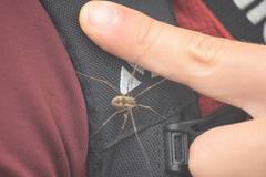 Bunochelis spinifera