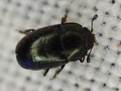 Brassicogethes aeneus