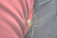 Bunochelis spinifera