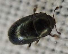 Brassicogethes aeneus