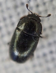 Brassicogethes aeneus