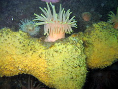 Cribrinopsis similis