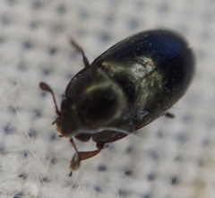 Brassicogethes aeneus