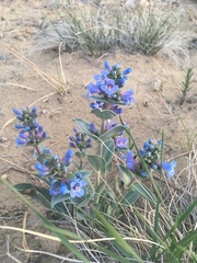 Penstemon nitidus