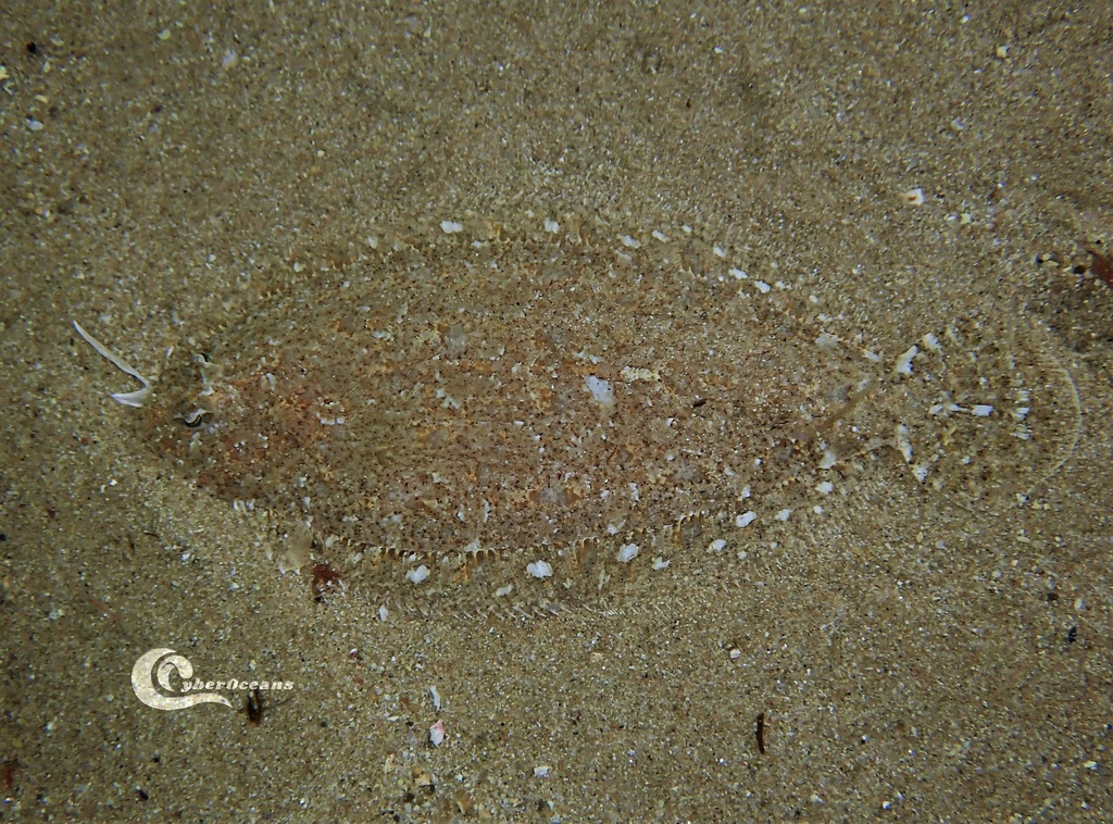 Thor's scaldfish (Arnoglossus thori) — Bothidae