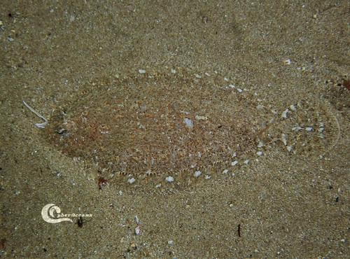 Thor's scaldfish (Arnoglossus thori) — Bothidae