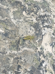 Alpinacris tumidicauda