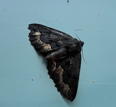 Melanodes anthracitaria