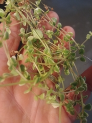 Sedum