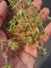 Sedum