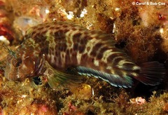 Featherduster Blenny photo 1