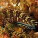 Featherduster Blenny - Photo (c) Cox Carol & Bob, some rights reserved (CC BY-NC-SA)