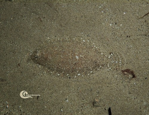 Thor's scaldfish (Arnoglossus thori) — Bothidae — 4