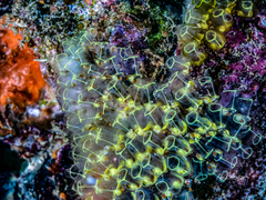 Clavelinidae